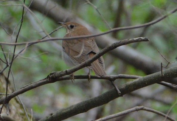 Veery - ML157508161