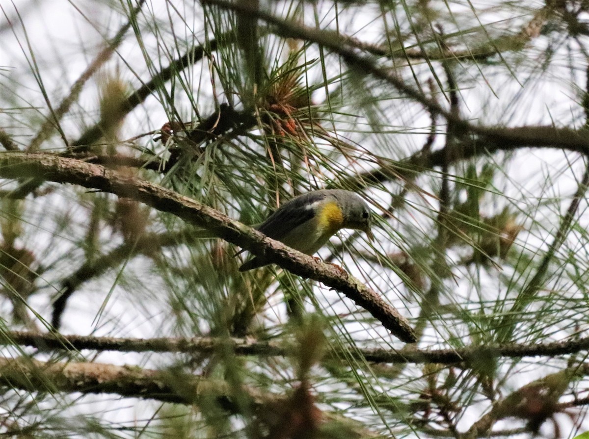 Northern Parula - ML157509541