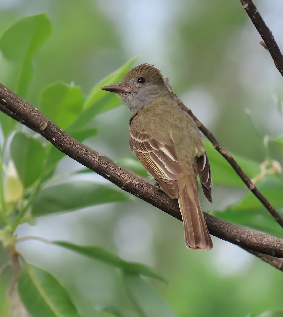 Great Crested Flycatcher - ML157510001