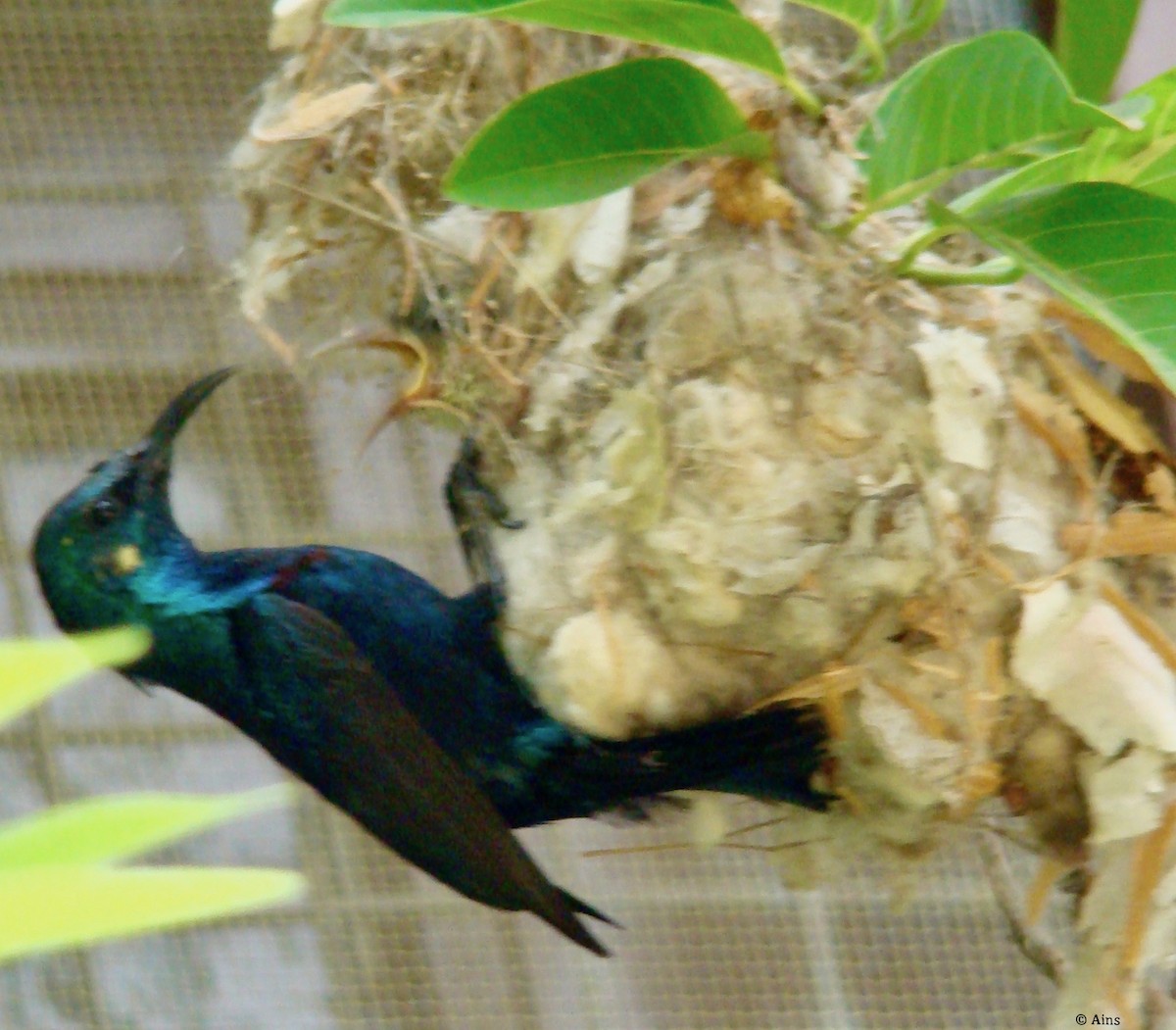 Purple Sunbird - ML157510301