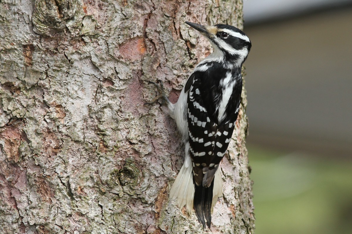 Hairy Woodpecker - ML157510581