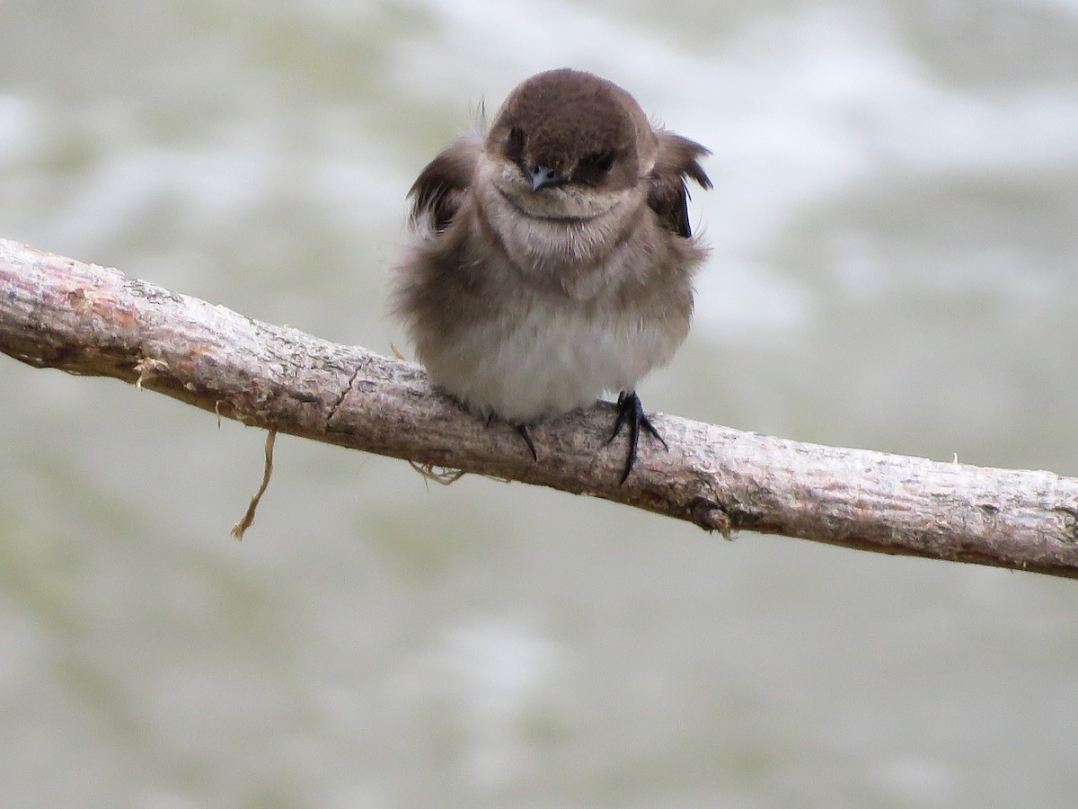 Northern Rough-winged Swallow - ML157511181