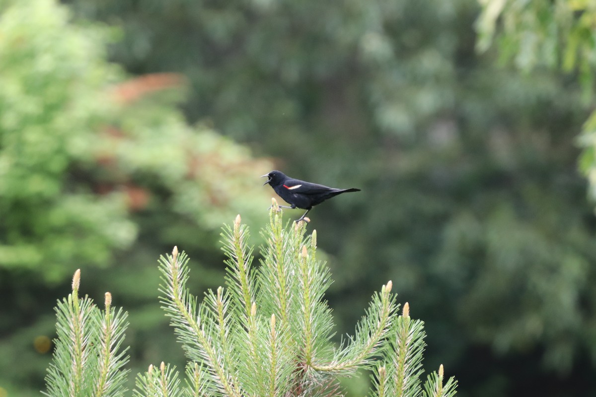 Red-winged Blackbird - Daniel Kaplan