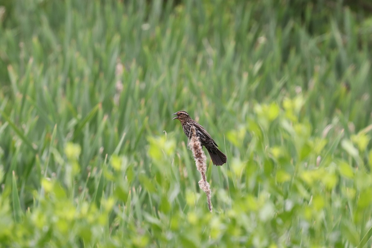 Red-winged Blackbird - Daniel Kaplan