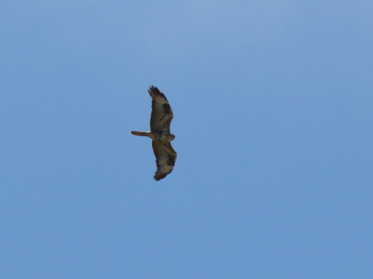 Long-legged Buzzard (Atlas) - ML157512291