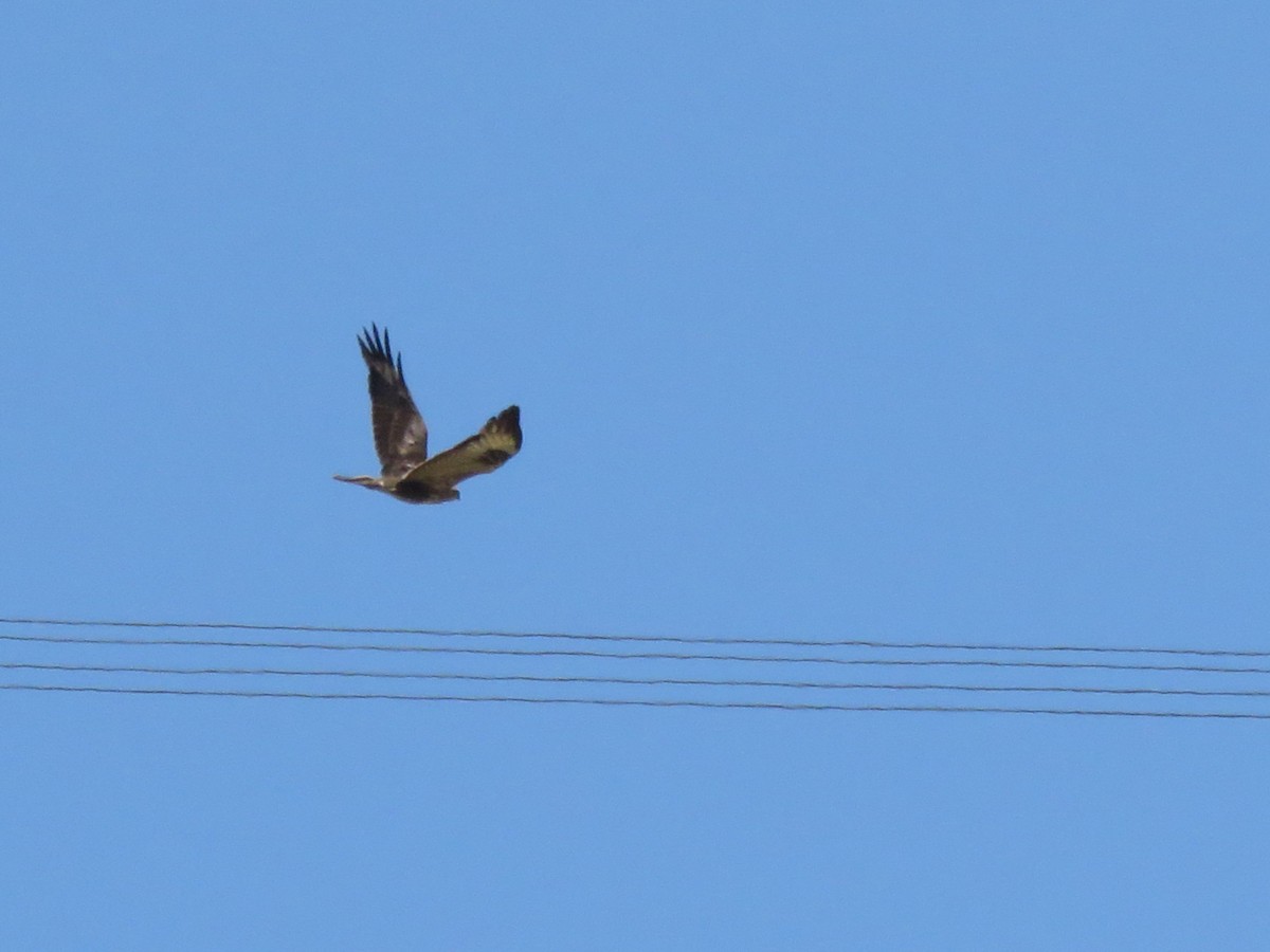 Long-legged Buzzard (Atlas) - ML157512321