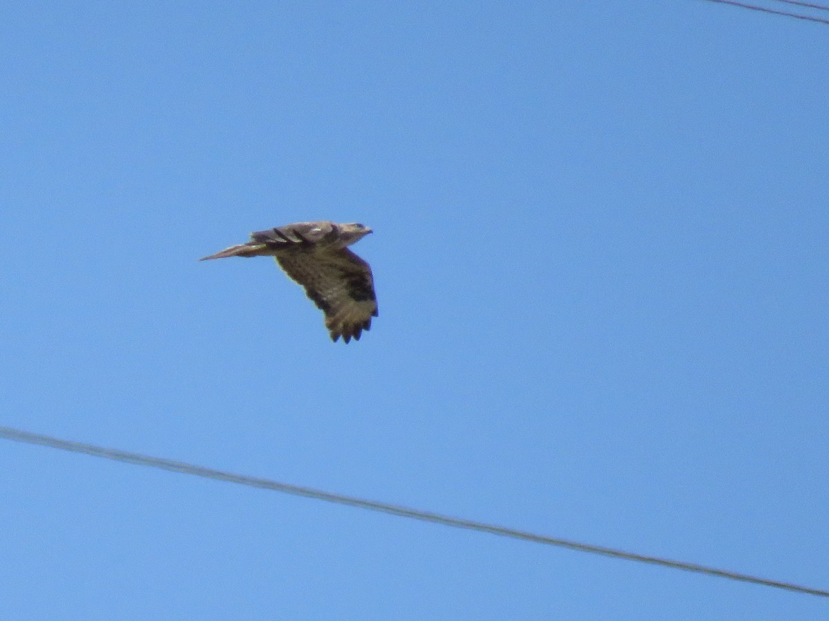 Long-legged Buzzard (Atlas) - ML157512341