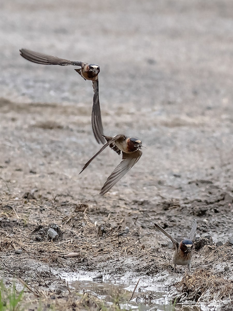 Cliff Swallow - ML157512361