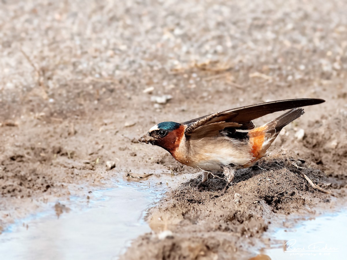 Cliff Swallow - ML157512371