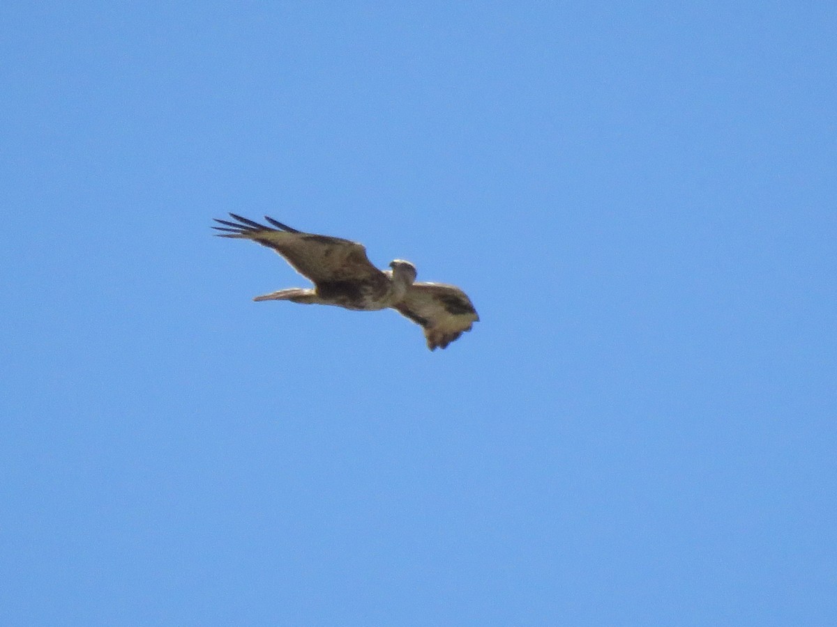Long-legged Buzzard (Atlas) - ML157512381