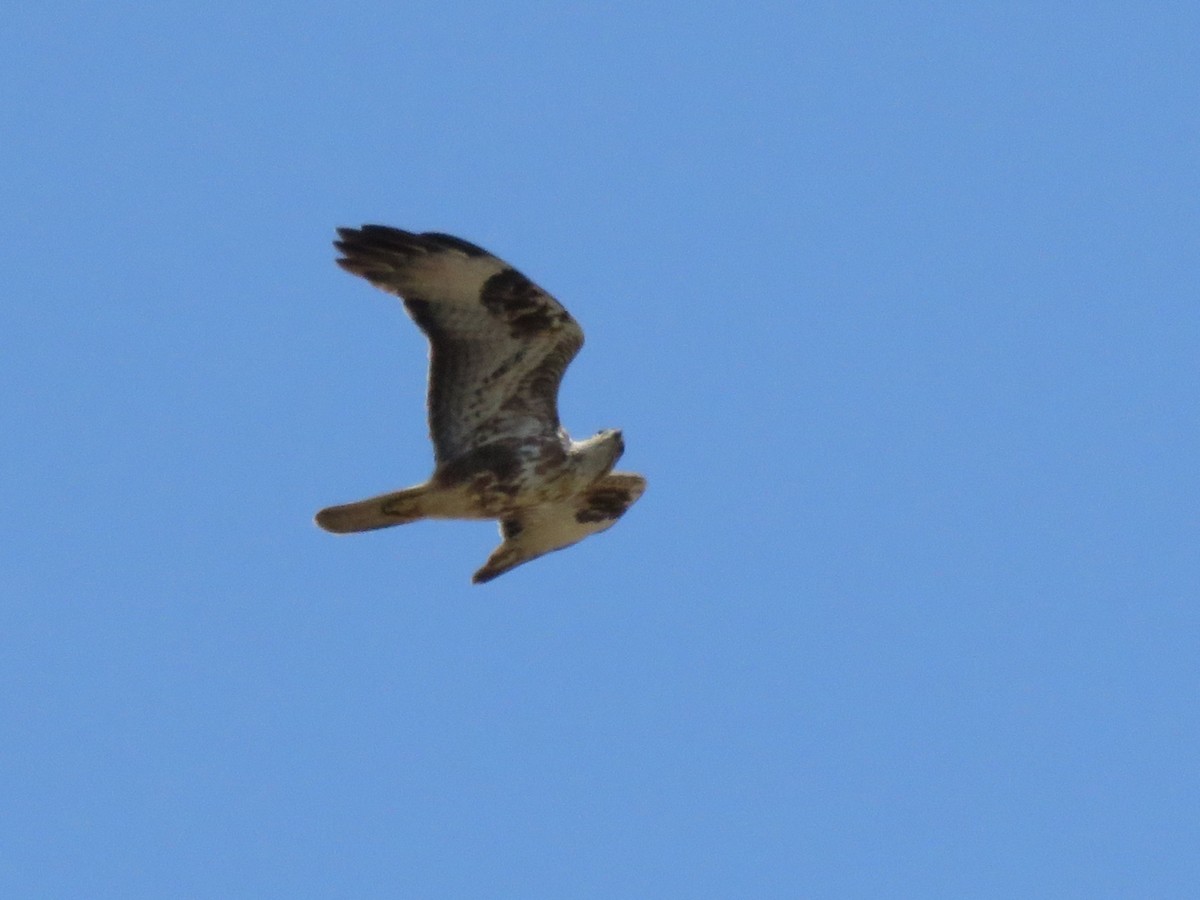 Long-legged Buzzard (Atlas) - ML157512441
