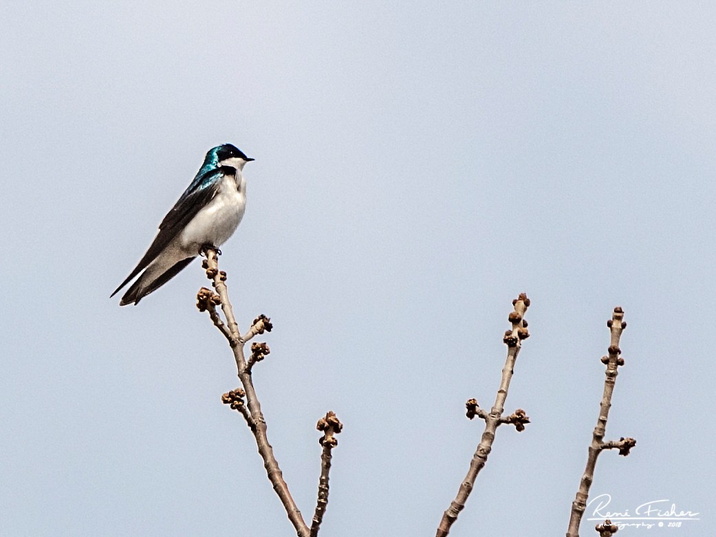 Tree Swallow - ML157512471