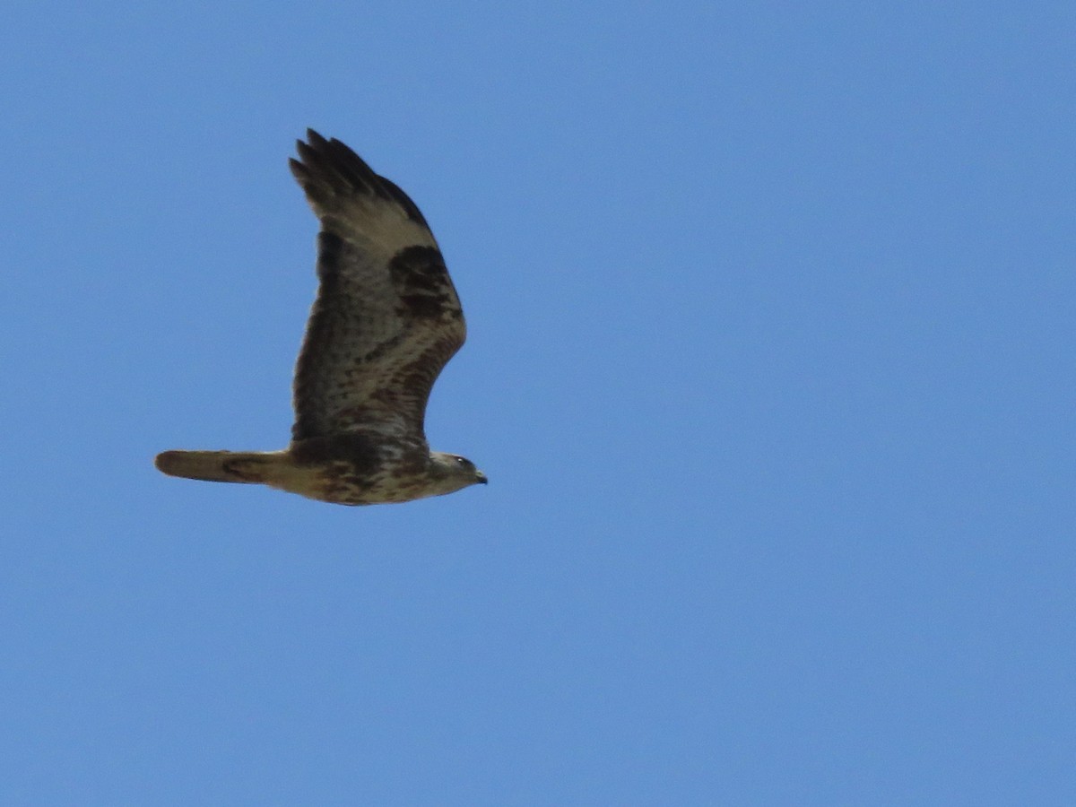 Long-legged Buzzard (Atlas) - ML157512511