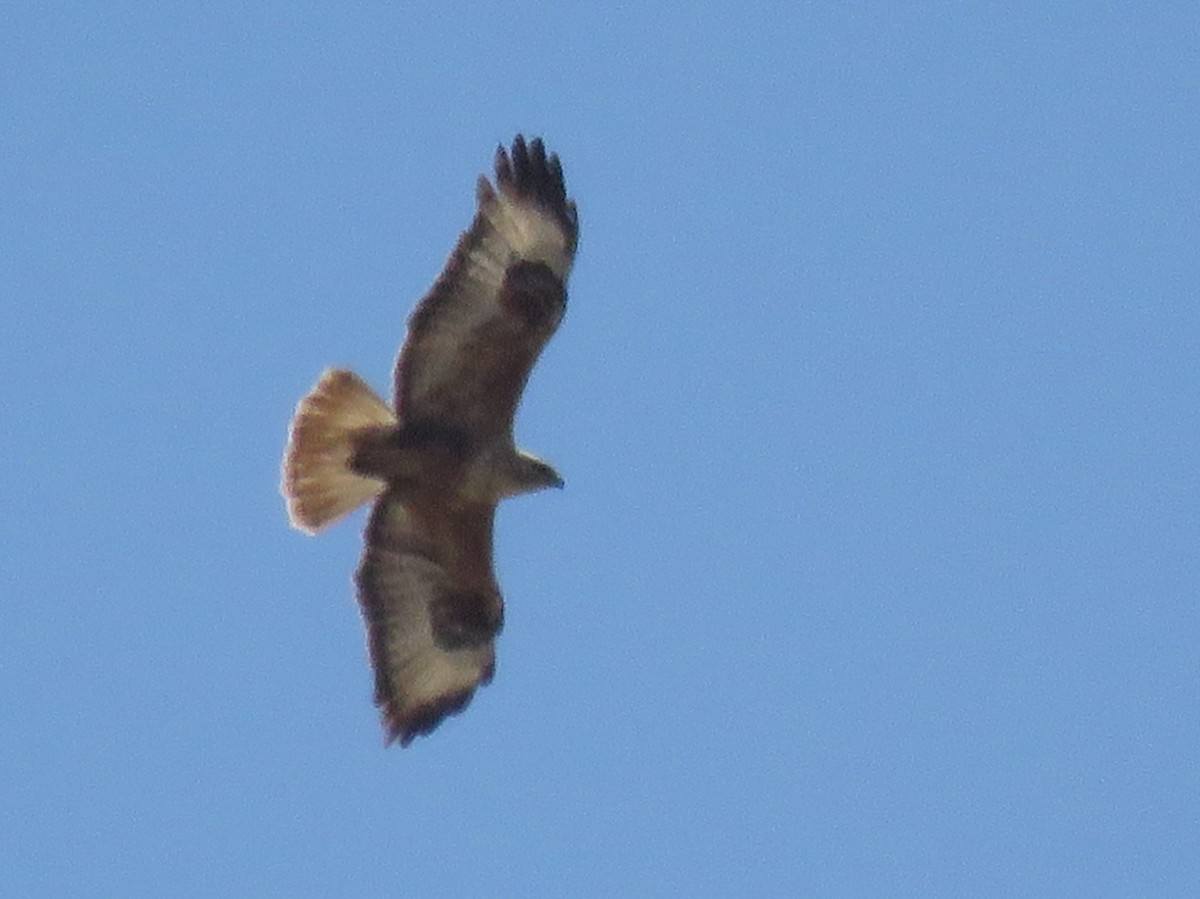 Long-legged Buzzard (Atlas) - ML157512541