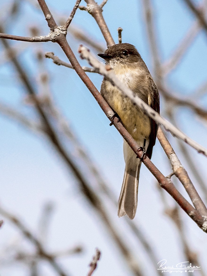 Eastern Phoebe - ML157512601