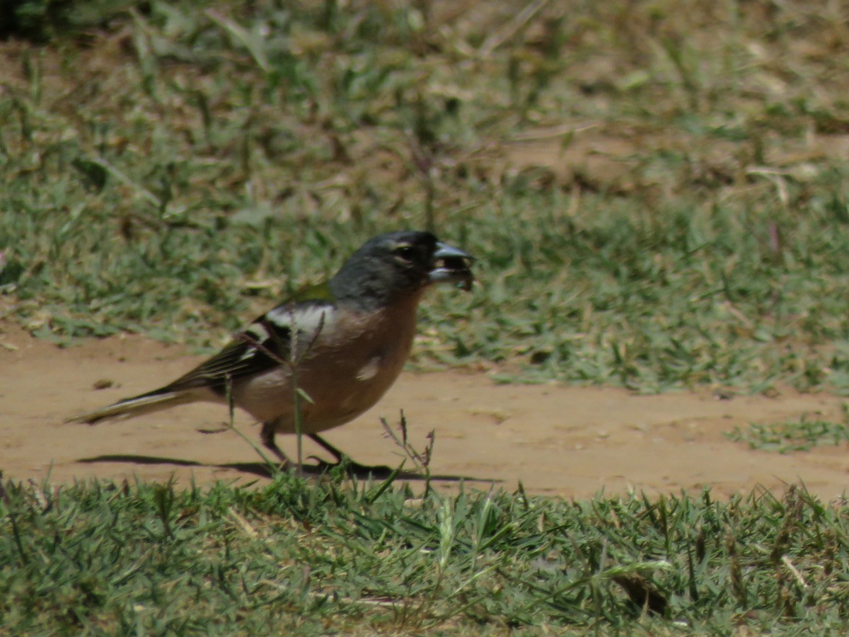 African Chaffinch (African) - ML157512641