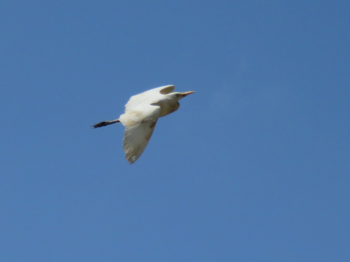 Western Cattle-Egret - ML157512671
