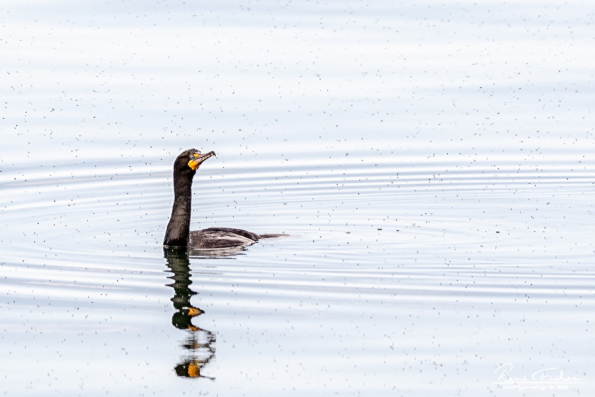 Double-crested Cormorant - ML157512721