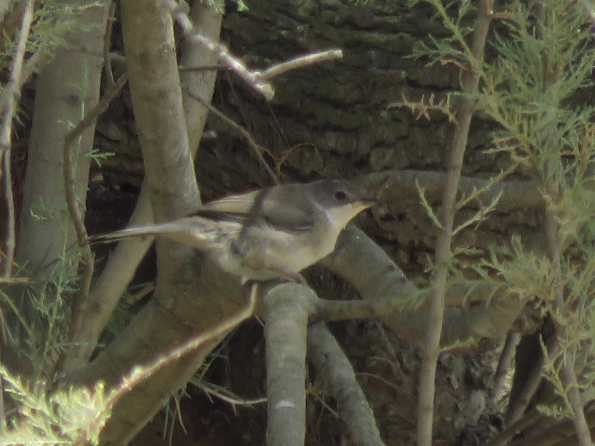 Sardinian Warbler - ML157512741