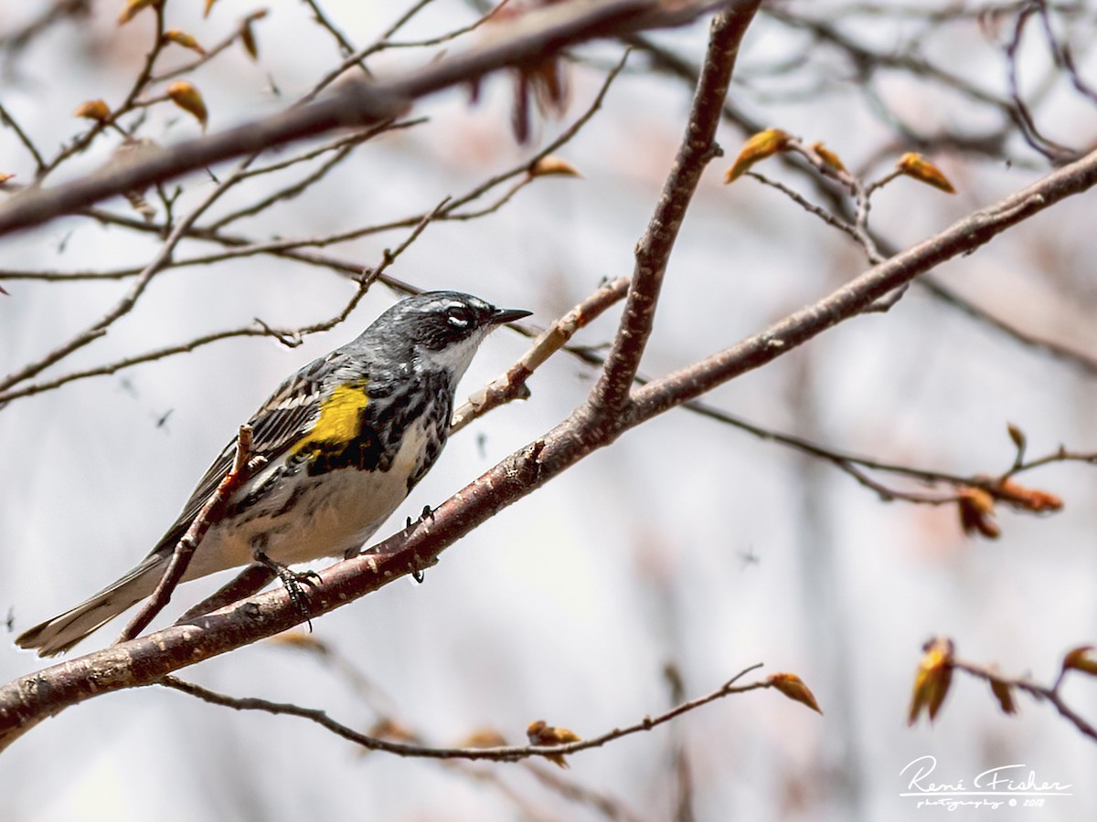 Yellow-rumped Warbler - ML157512801