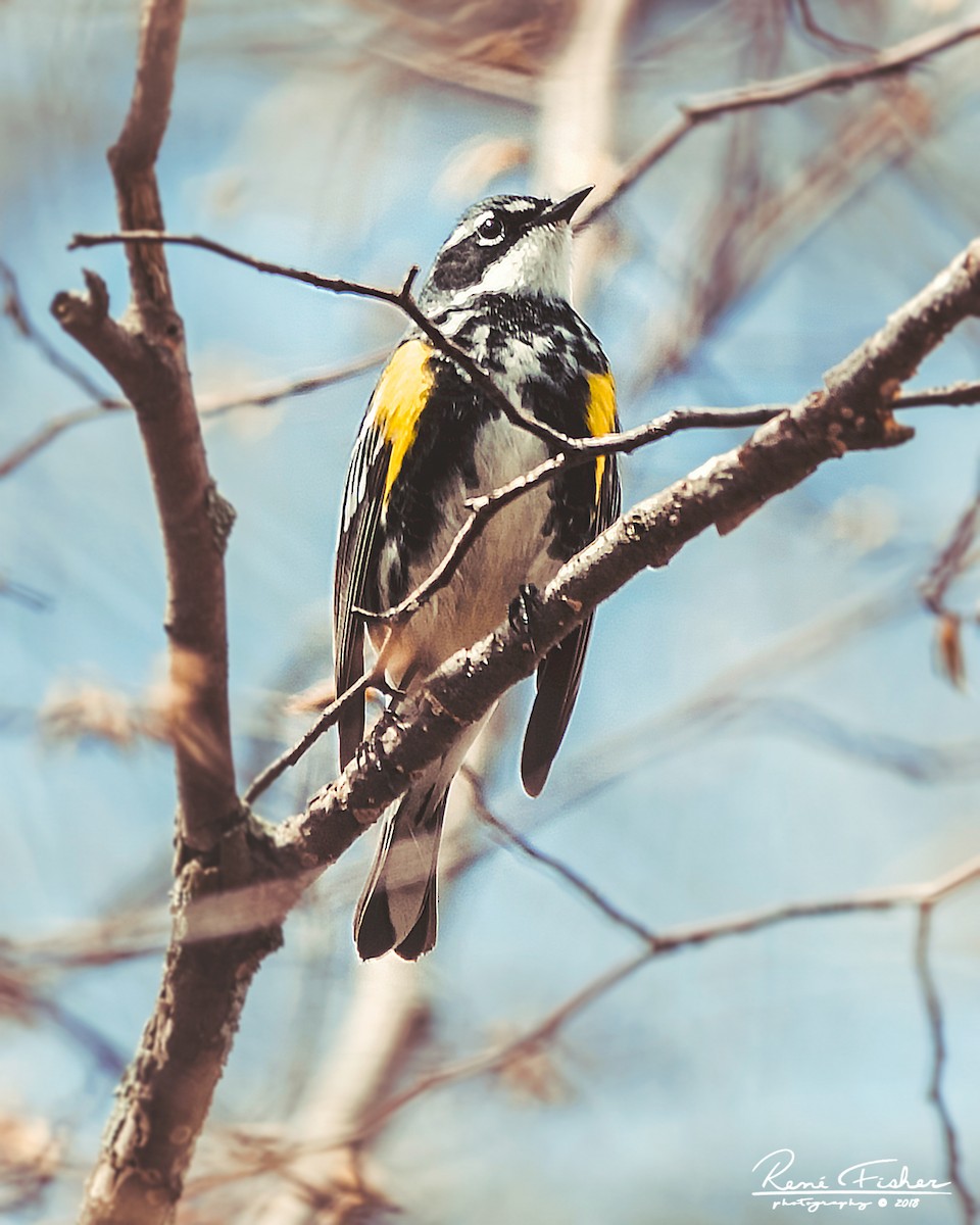 Yellow-rumped Warbler - ML157512811