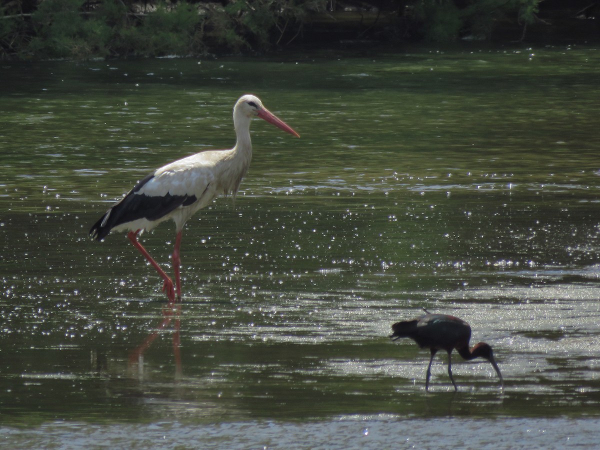 White Stork - ML157512841