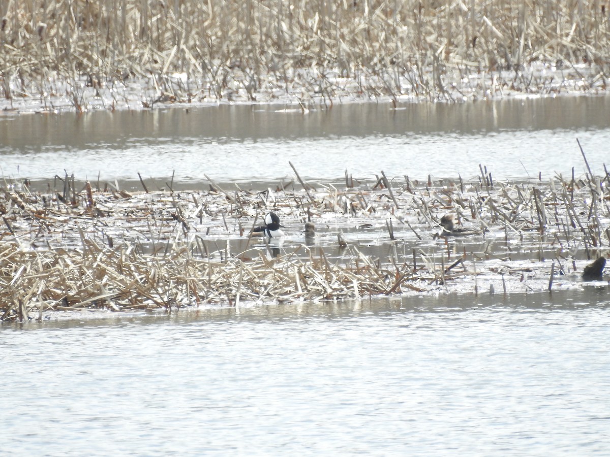 Hooded Merganser - ML157513461