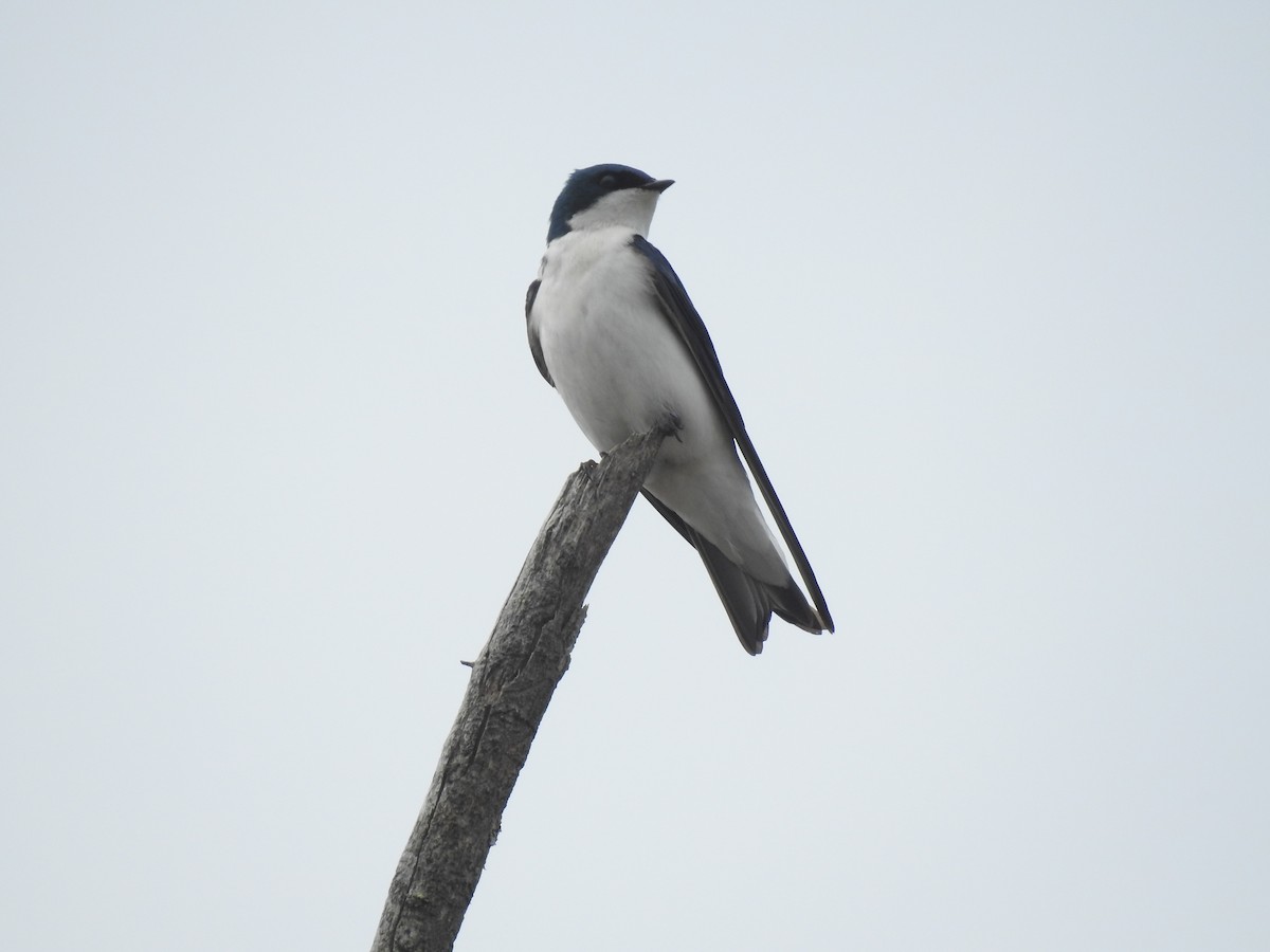 Tree Swallow - ML157513951