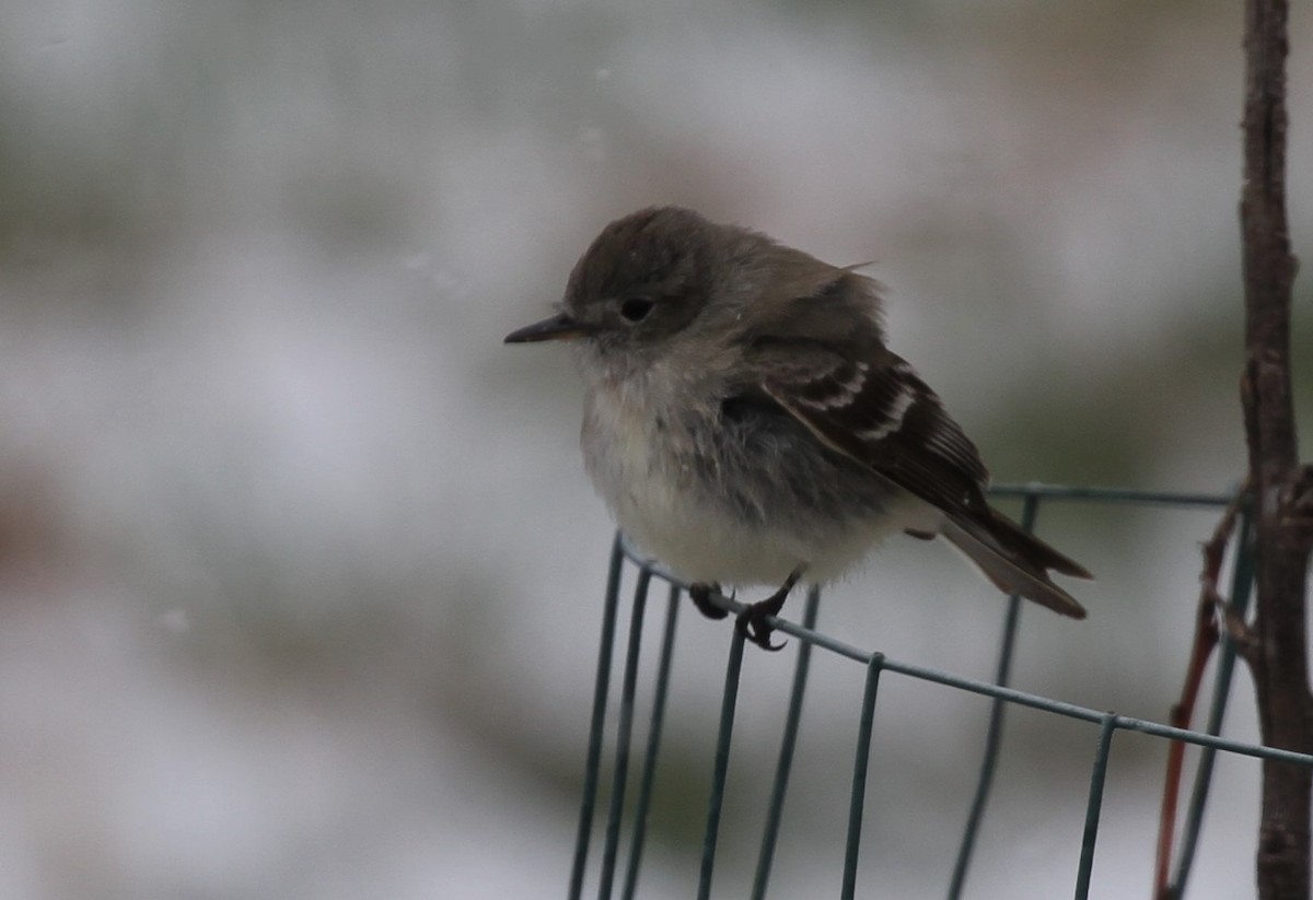 Gray Flycatcher - ML157514041