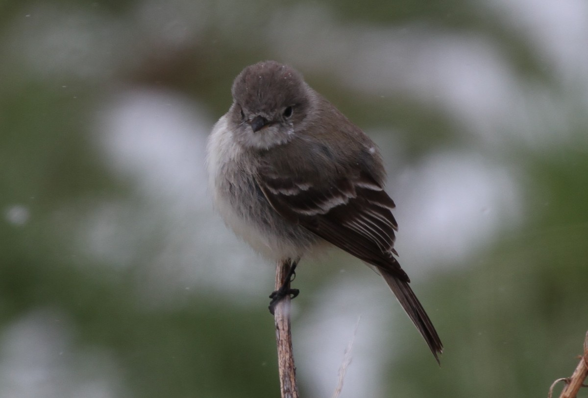 Dusky Flycatcher - ML157514051