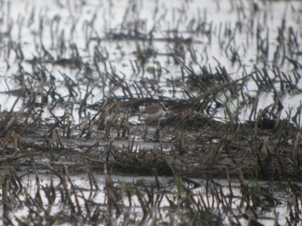 Semipalmated Plover - ML157515361