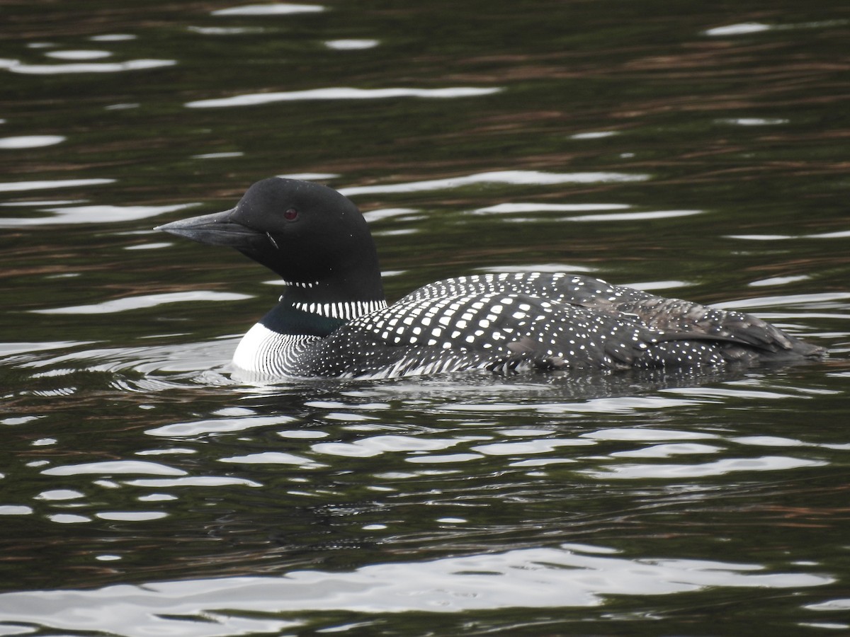 Common Loon - ML157515831