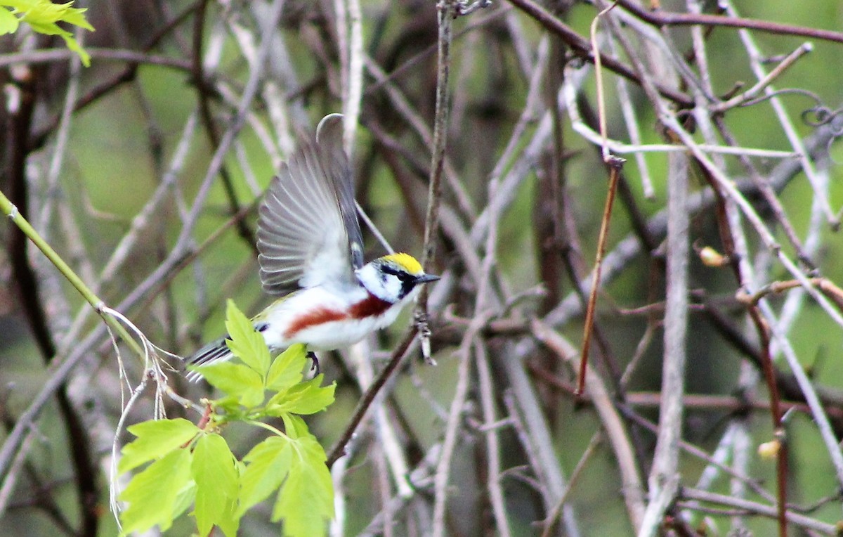 Chestnut-sided Warbler - ML157516441