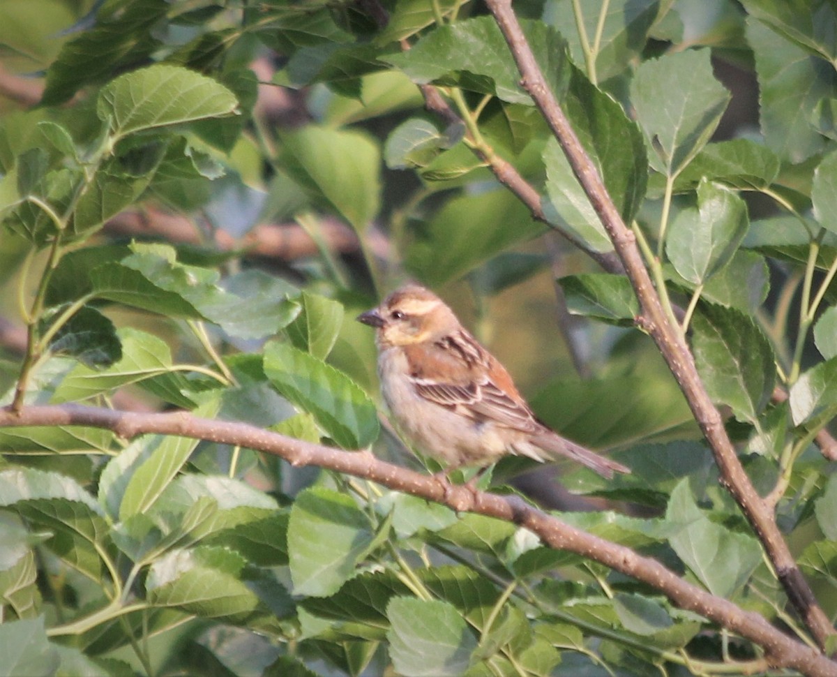 Russet Sparrow - ML157516881