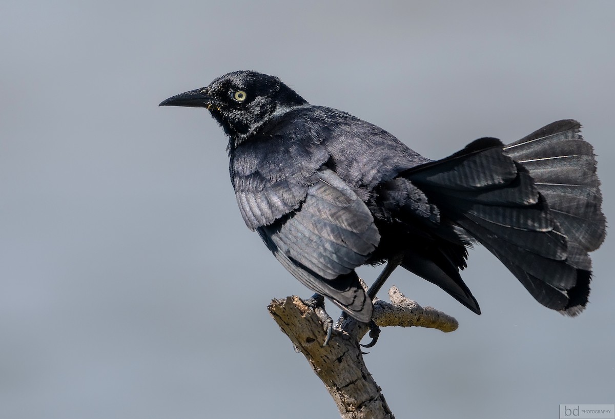 Greater Antillean Grackle - ML157517021