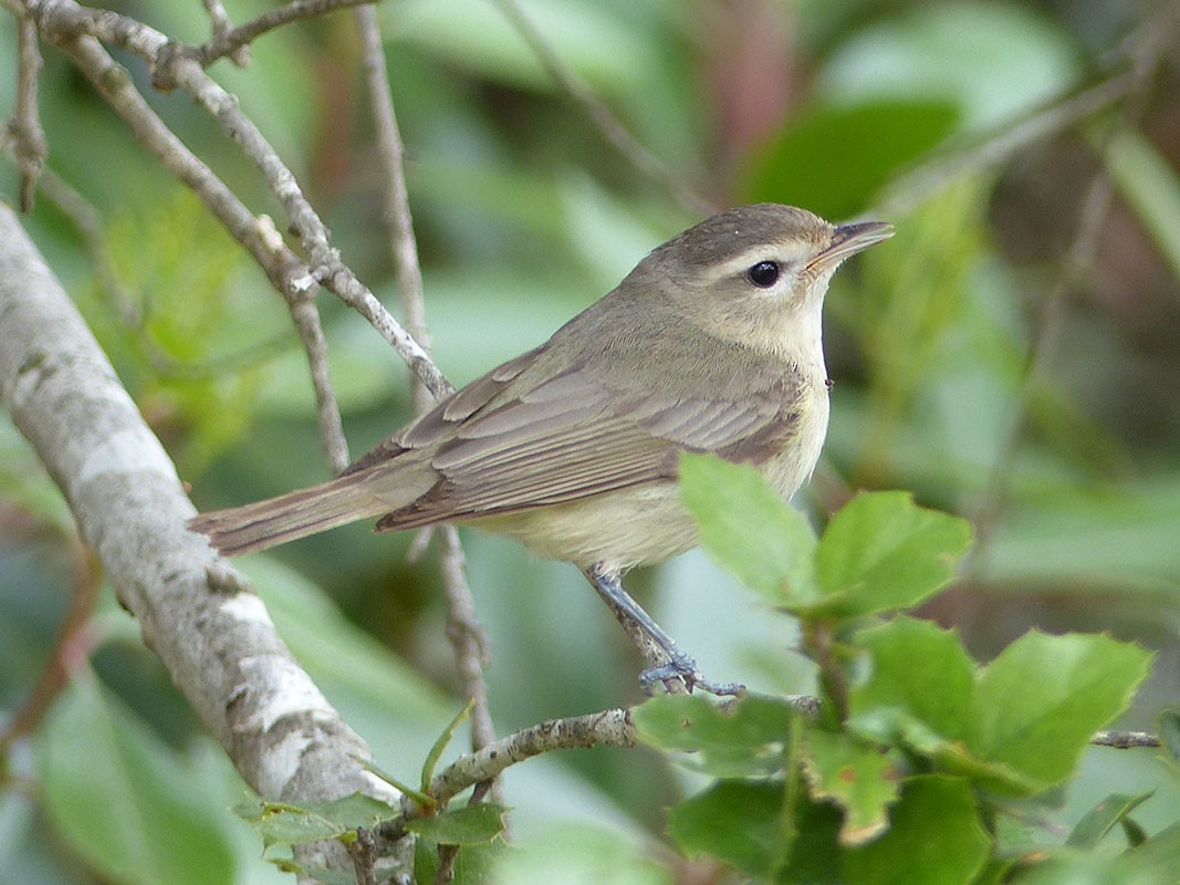 Sängervireo - ML157517111