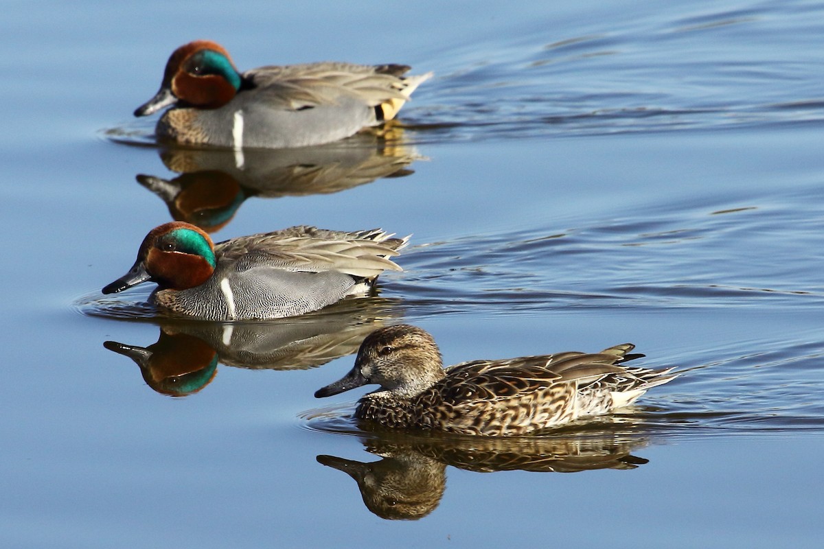 Green-winged Teal - ML157517991