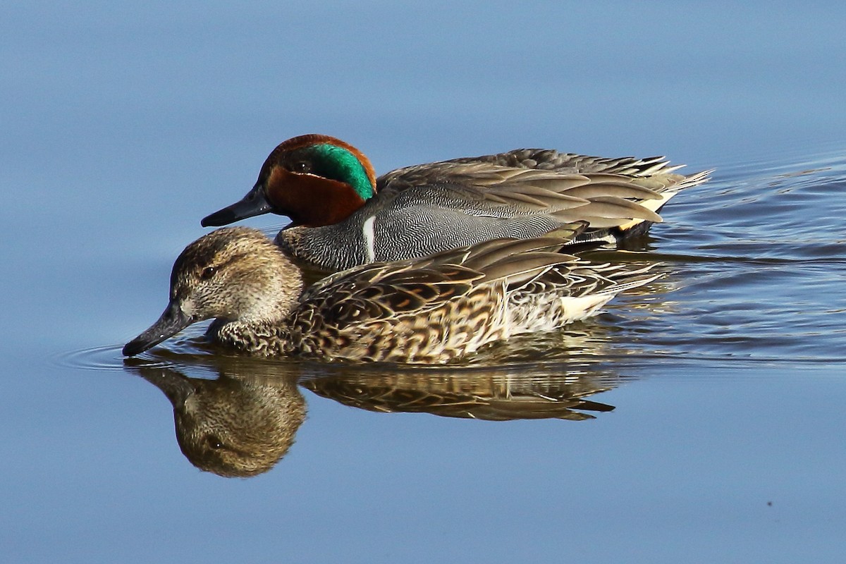 Green-winged Teal - ML157518011