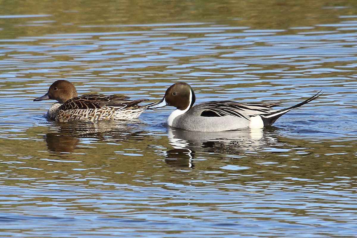 Northern Pintail - ML157518051