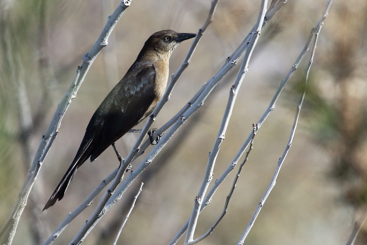 Great-tailed Grackle - ML157518701