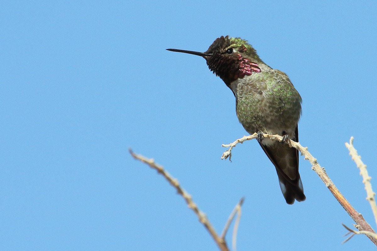 Anna's Hummingbird - ML157519081