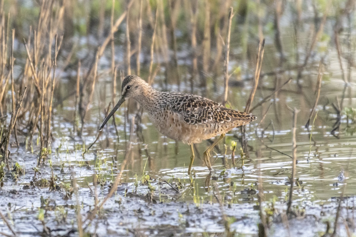 Long-billed Dowitcher - ML157519261