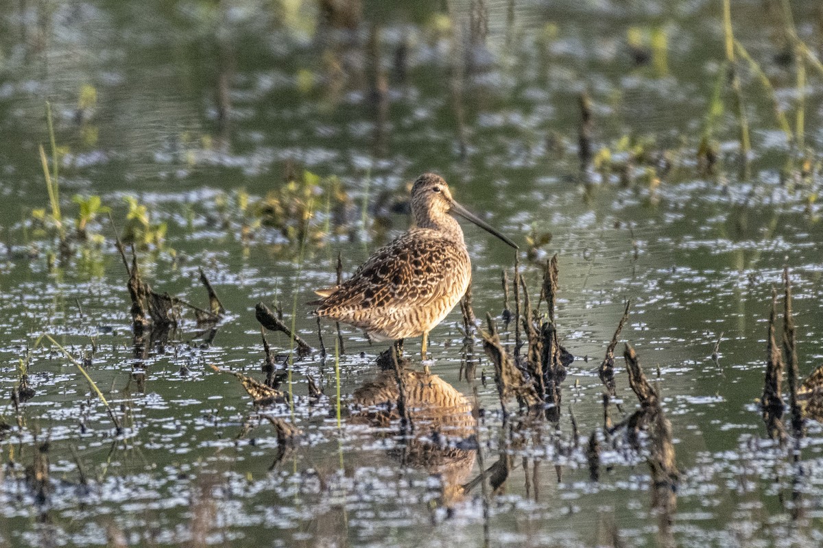 Long-billed Dowitcher - ML157519321