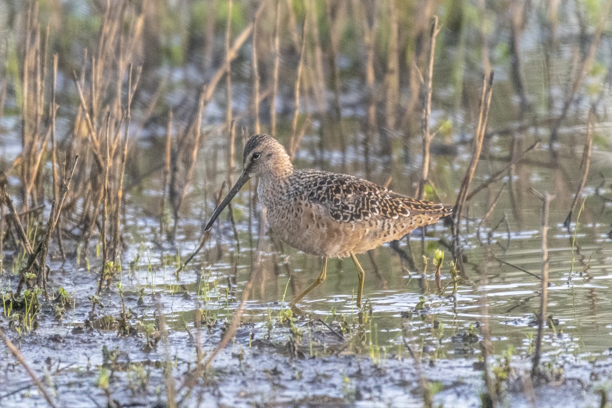 Long-billed Dowitcher - ML157519331