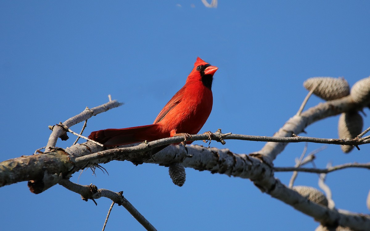 Cardinal rouge - ML157520231