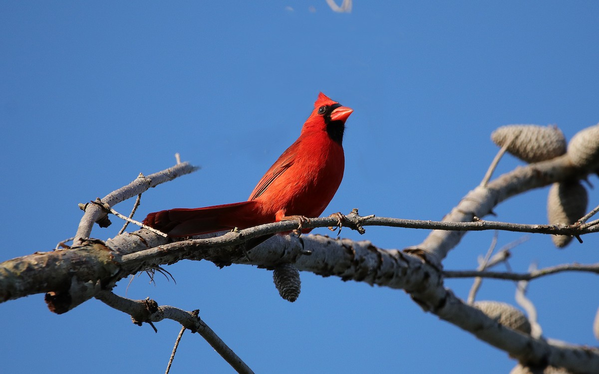 Cardenal Norteño - ML157520231