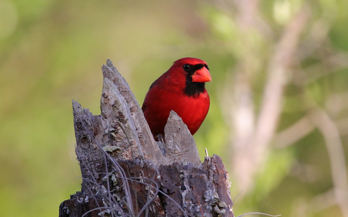 Cardinal rouge - ML157520241