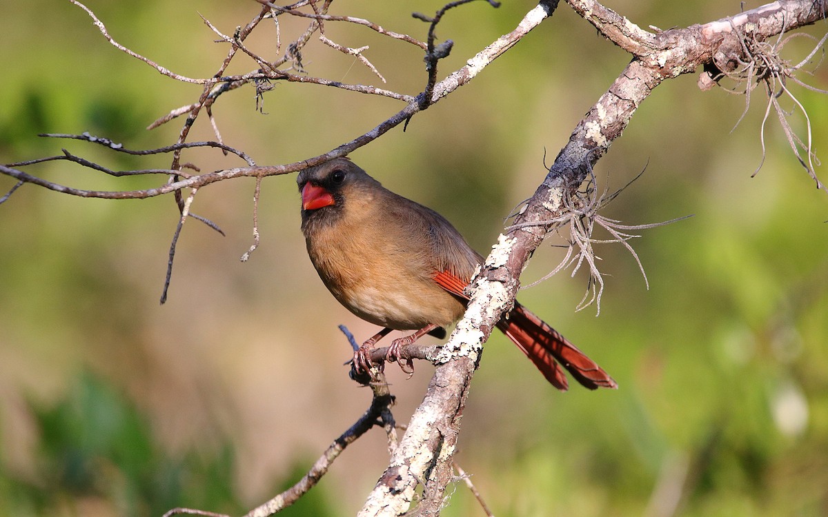 Cardinal rouge - ML157520251