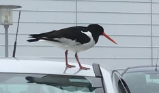 Eurasian Oystercatcher - ML157520971