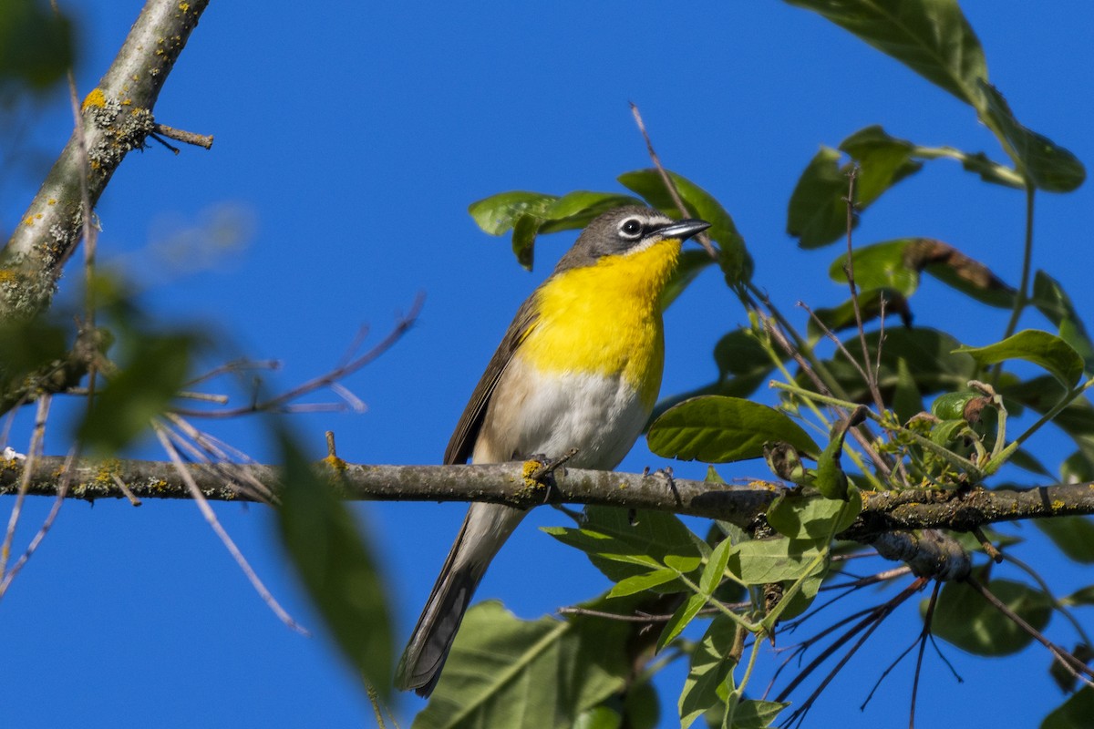 Yellow-breasted Chat - ML157521151